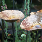 Copper Poppies